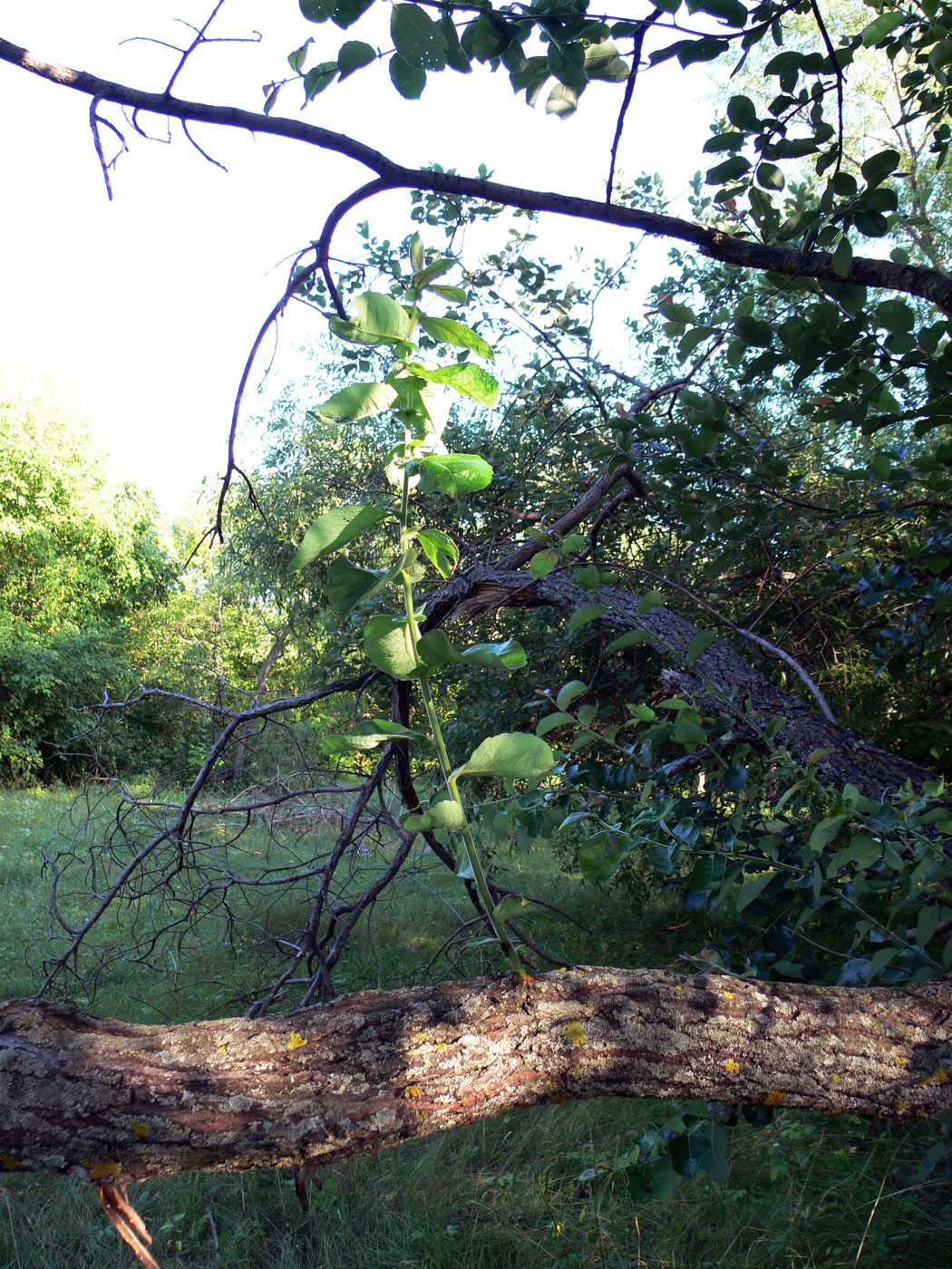 Image of Salix caprea specimen.