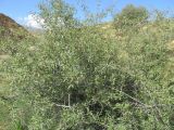 Amygdalus fenzliana