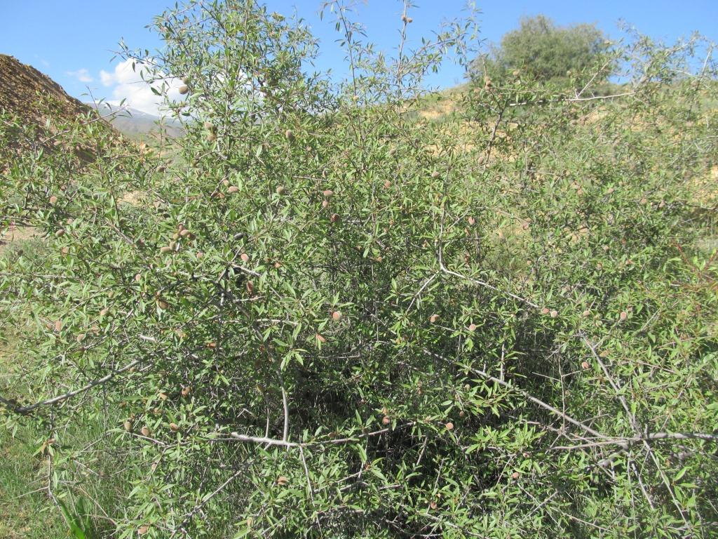 Image of Amygdalus fenzliana specimen.