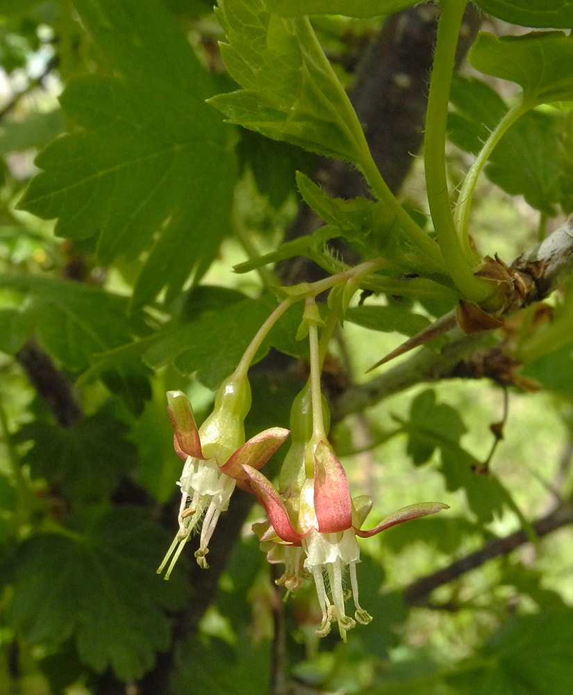 Image of Grossularia divaricata specimen.