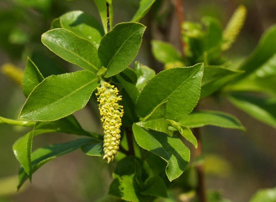 Image of Salix pseudopentandra specimen.