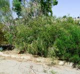 Melaleuca huegelii