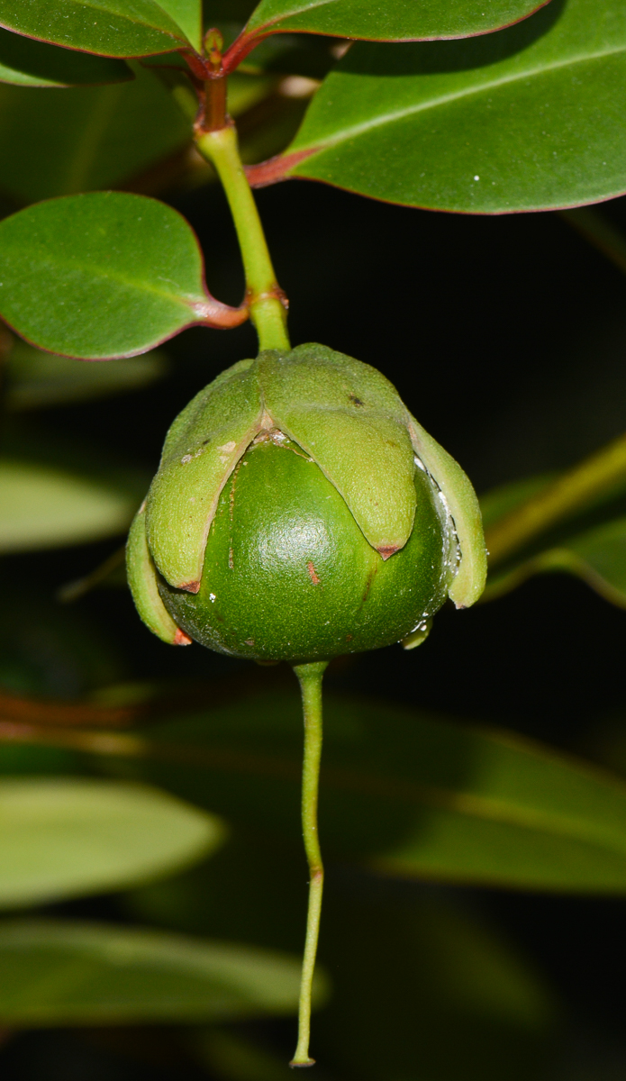 Image of Sonneratia ovata specimen.