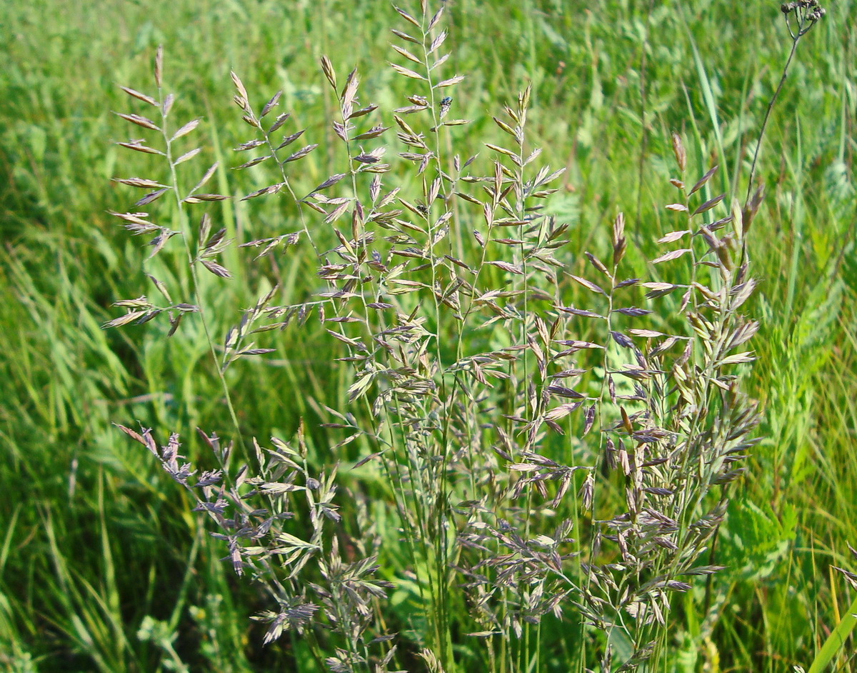 Image of Festuca rubra specimen.