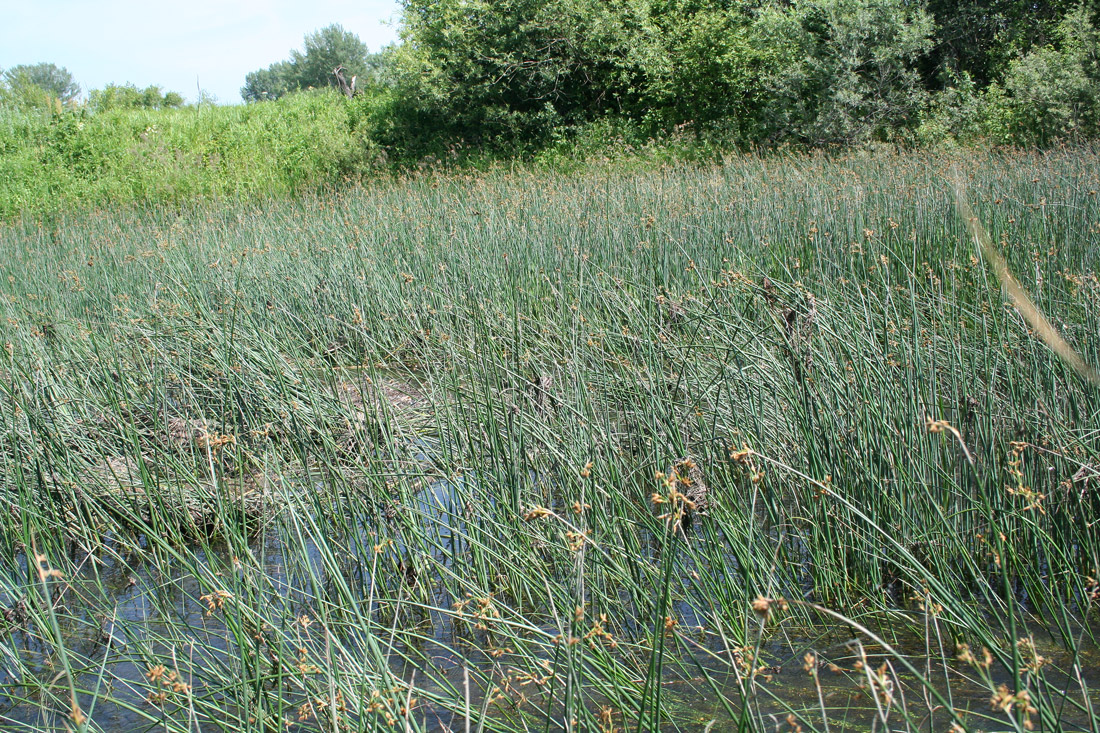 Schoenoplectus lacustris Изображение особи Плантариум