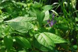 Solanum dulcamara