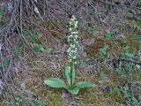 Platanthera chlorantha