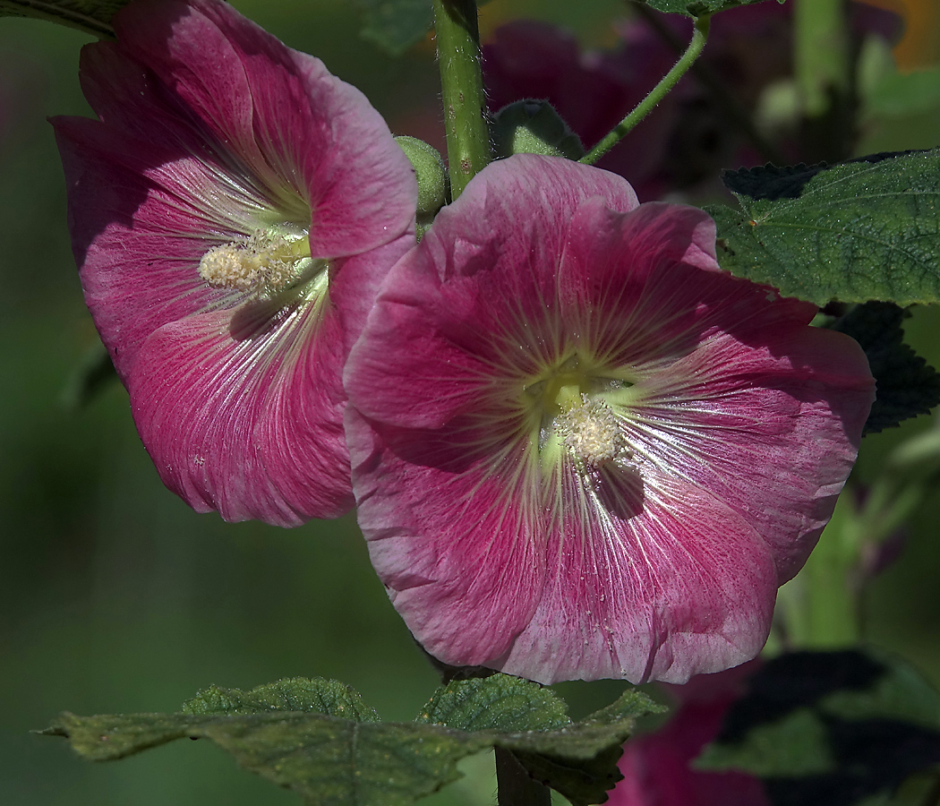 Изображение особи Alcea rosea.