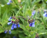 Symphytum asperum. Верхушка побега с соцветиями. Карачаево-Черкесия, Тебердинский заповедник, хр. Малая Хатипара, высокотравный луг. 14.07.2017.