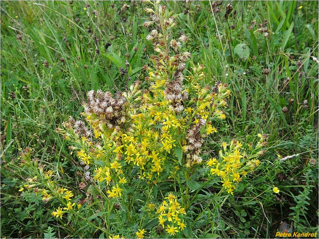 Image of Solidago virgaurea specimen.