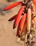 Aloe melanacantha