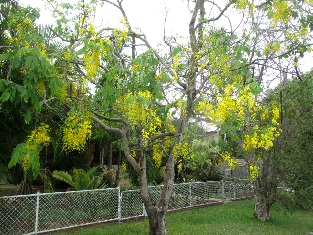 Image of Cassia fistula specimen.