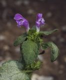 Lamium maculatum. Верхушка цветущего растения. Крым, Сакский р-н, пос. Прибрежное, цветочная клумба, в культуре. 19.09.2017.