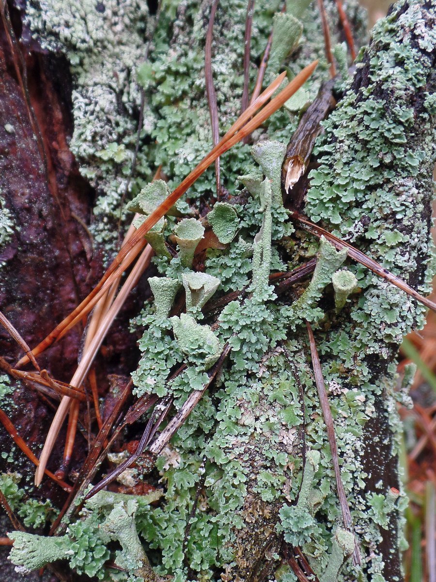 Изображение особи род Cladonia.