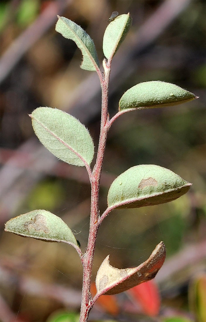 Изображение особи Cotoneaster insignis.