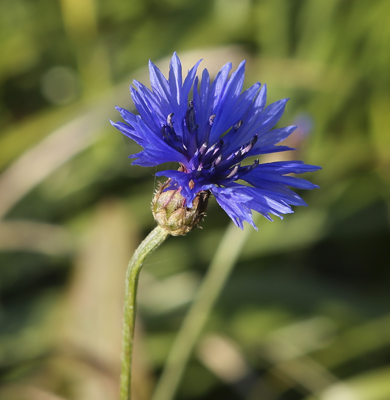 Изображение особи Centaurea cyanus.