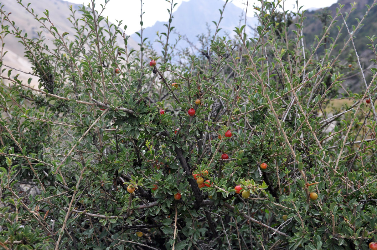 Изображение особи Cerasus tianshanica.