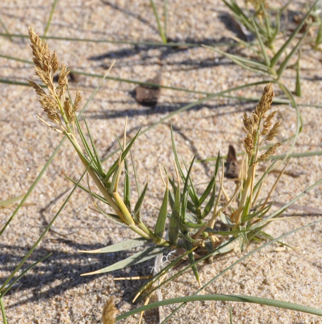 Image of Sporobolus pungens specimen.