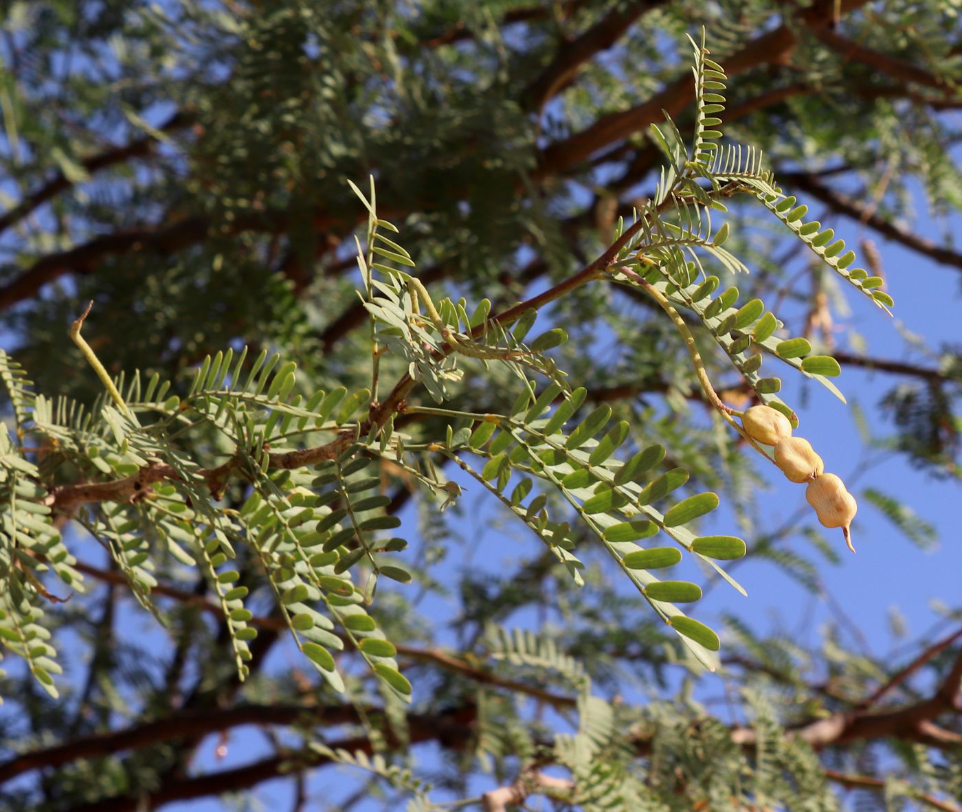 Image of Faidherbia albida specimen.