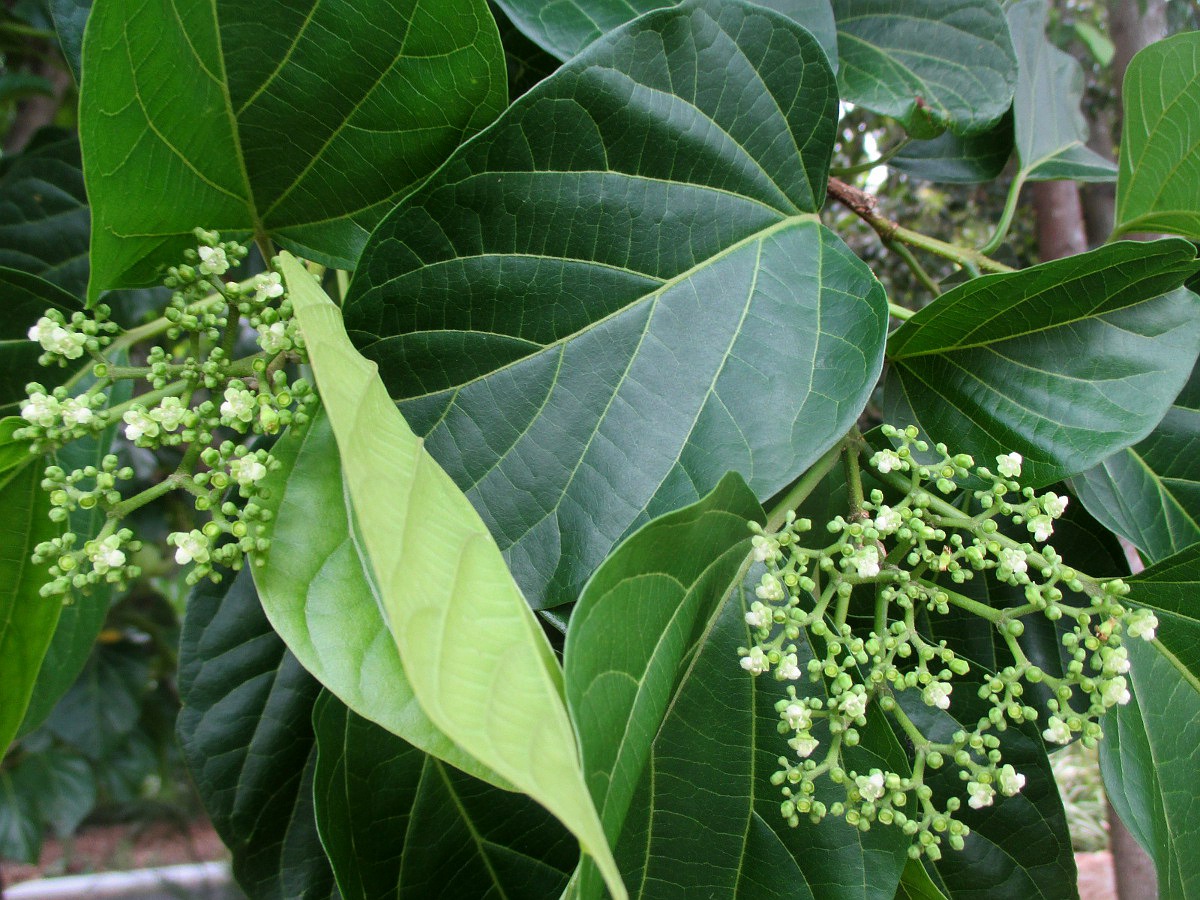 Image of Premna serratifolia specimen.