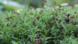 Atrichum undulatum
