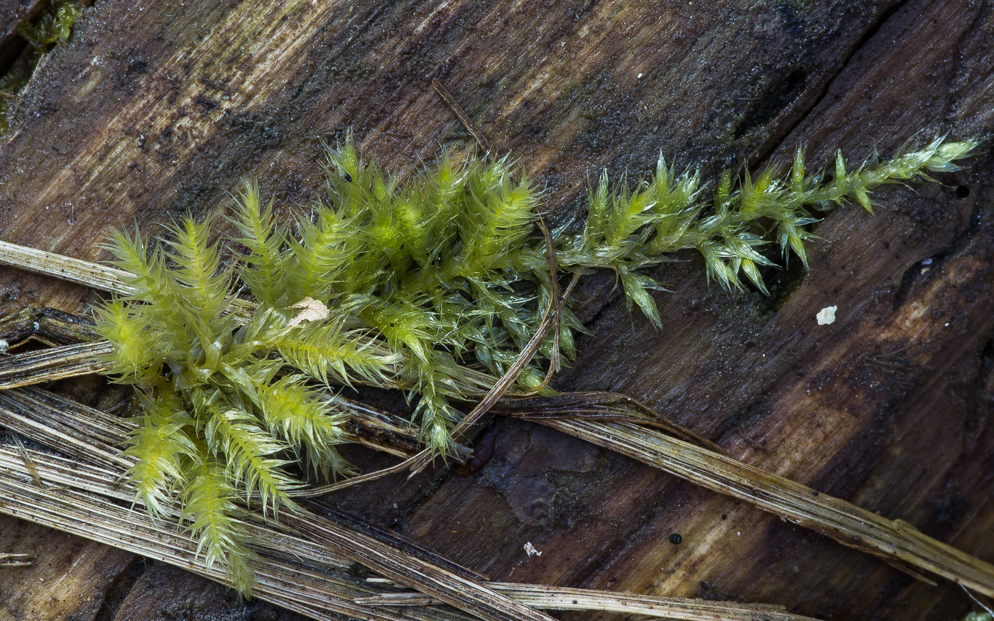 Image of Brachythecium salebrosum specimen.