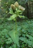 Cirsium oleraceum