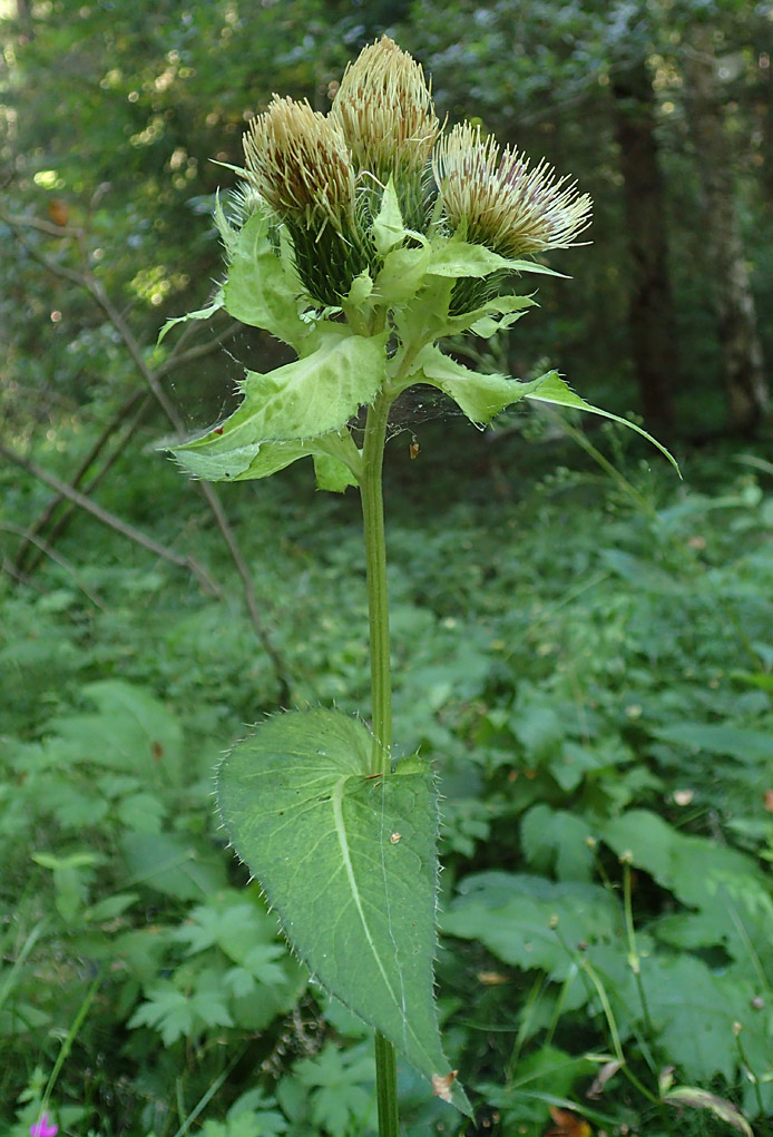 Image of Cirsium oleraceum specimen.