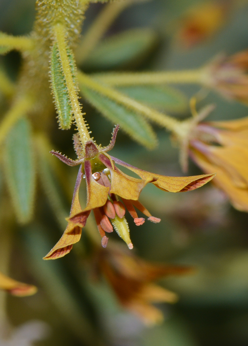 Image of Cleome arabica specimen.