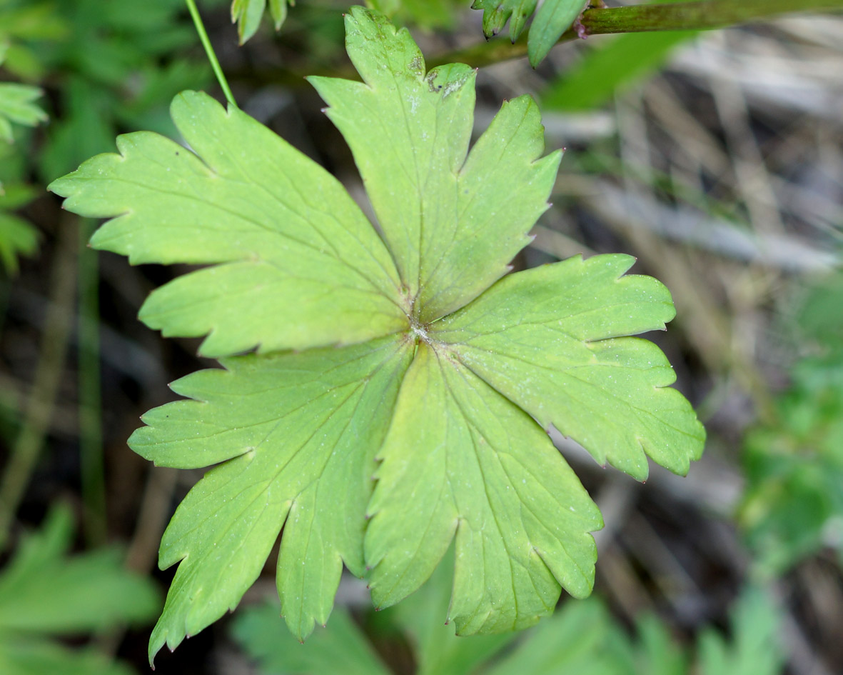 Image of Trollius sibiricus specimen.