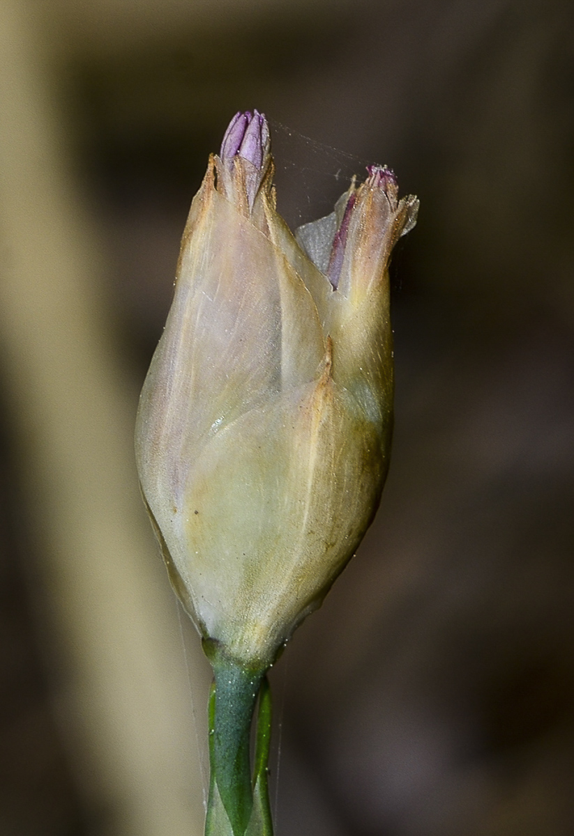 Image of Petrorhagia dubia specimen.