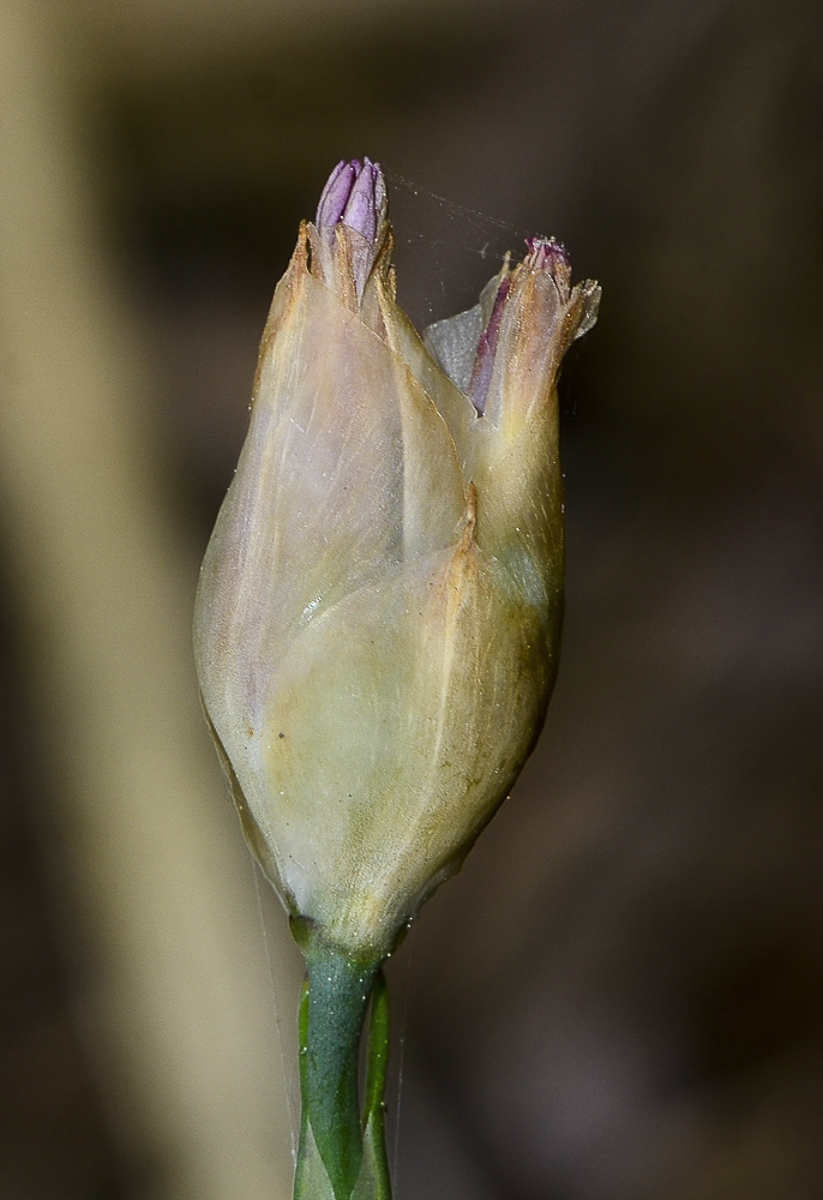 Изображение особи Petrorhagia dubia.