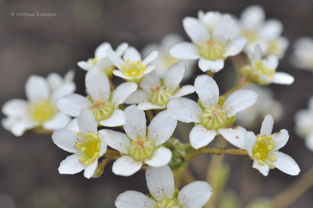 Изображение особи Saxifraga paniculata.