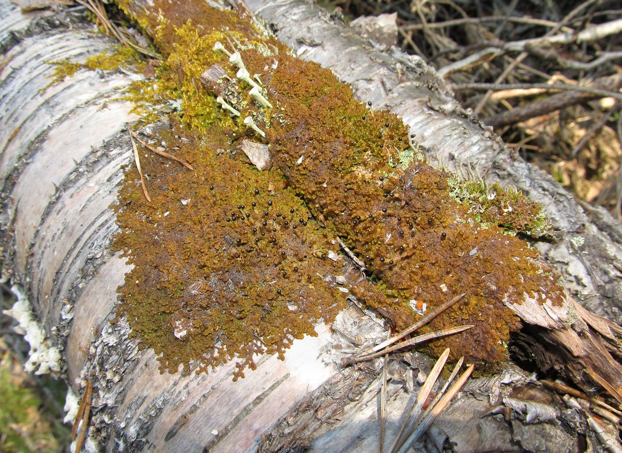 Image of Ptilidium pulcherrimum specimen.