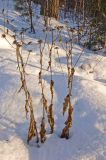 Crepis sibirica. Сухие прошлогодние побеги с остатками соплодий. Башкортостан, Белорецкий р-н, склон хребта Инзерские Зубчатки, опушка смешанного леса. 31 декабря 2017 г.