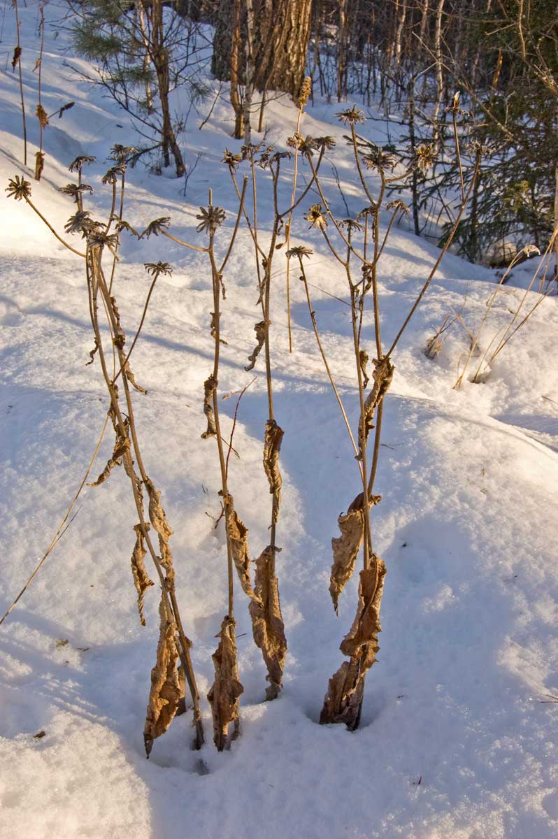 Image of Crepis sibirica specimen.