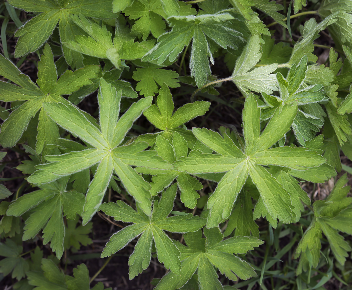 Изображение особи Geranium sylvaticum.