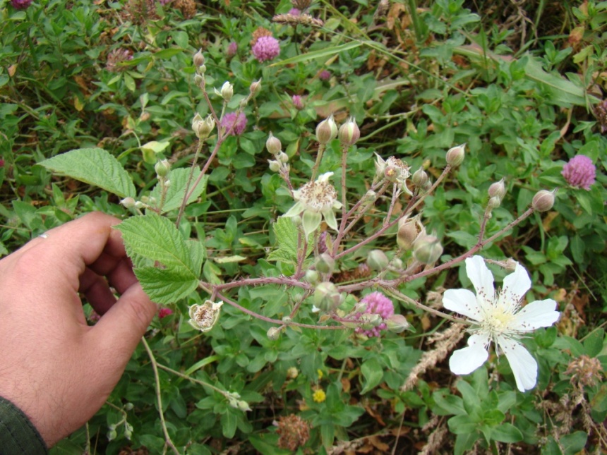 Изображение особи род Rubus.