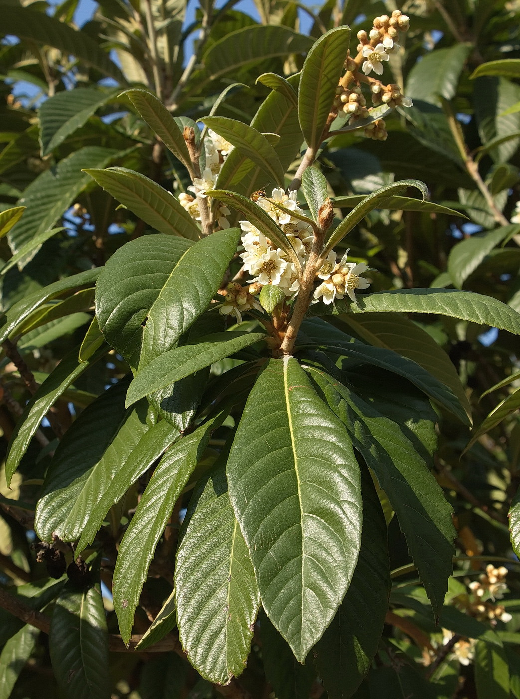 Изображение особи Eriobotrya japonica.