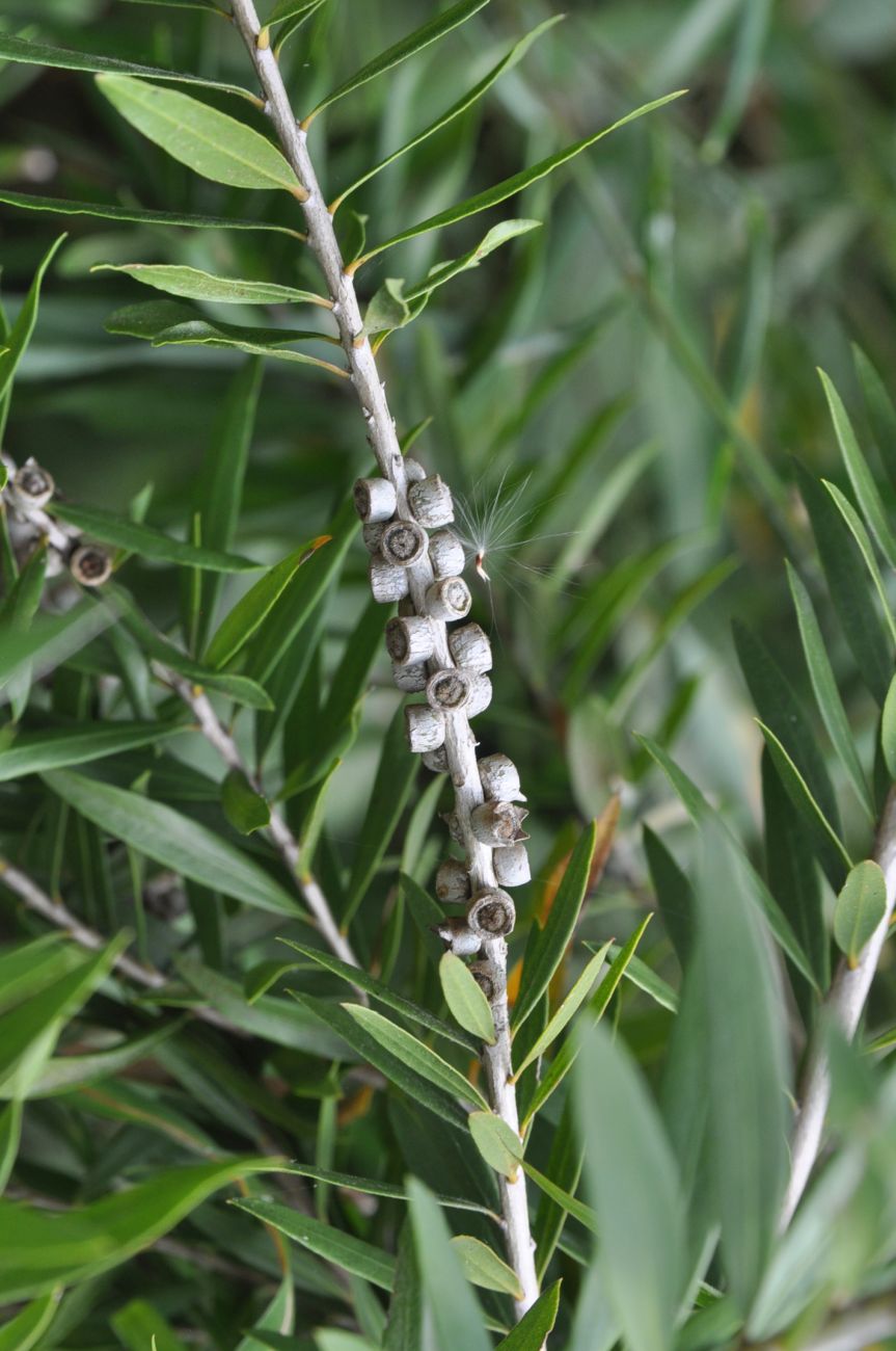 Изображение особи род Callistemon.