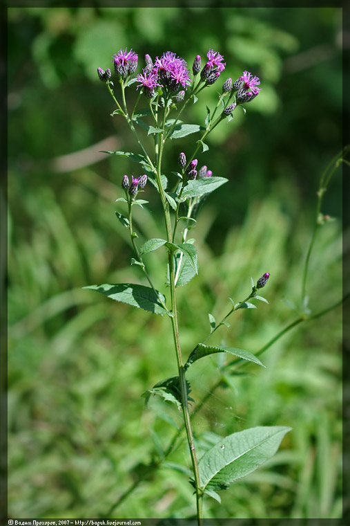 Image of Serratula tinctoria specimen.