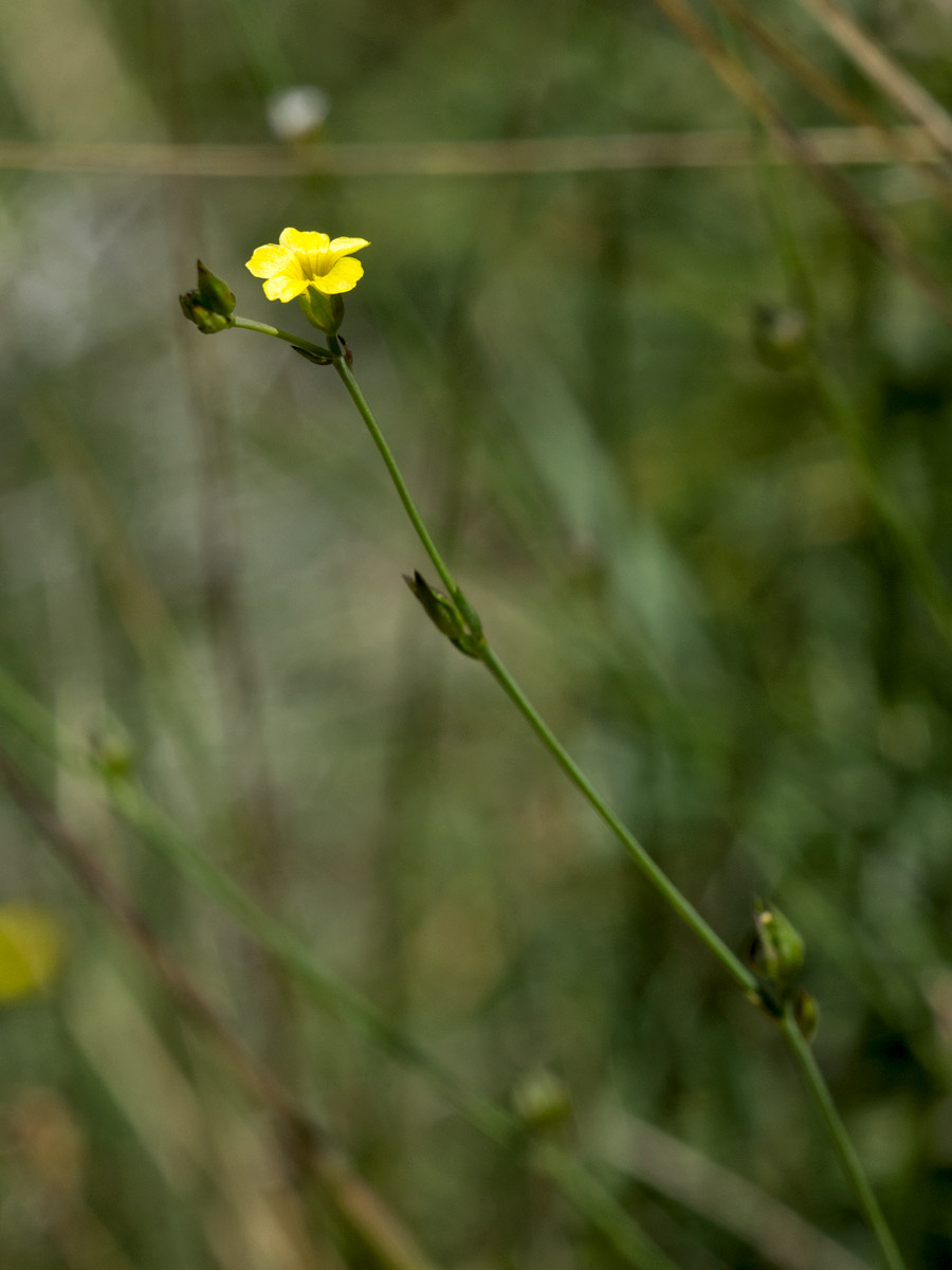 Image of Linum trigynum specimen.