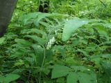 Polygonatum multiflorum