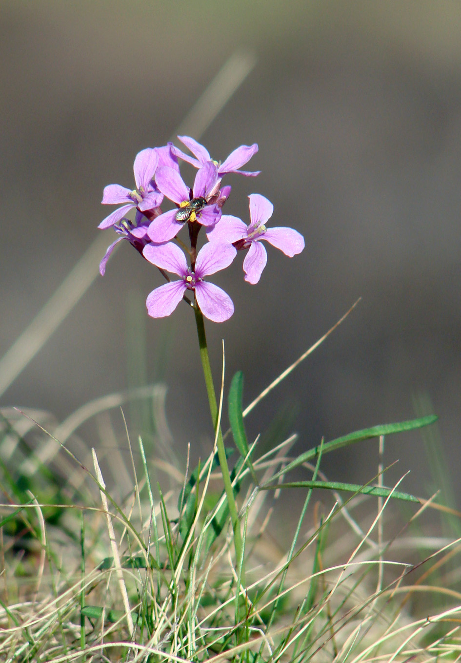 Изображение особи Cardamine trifida.