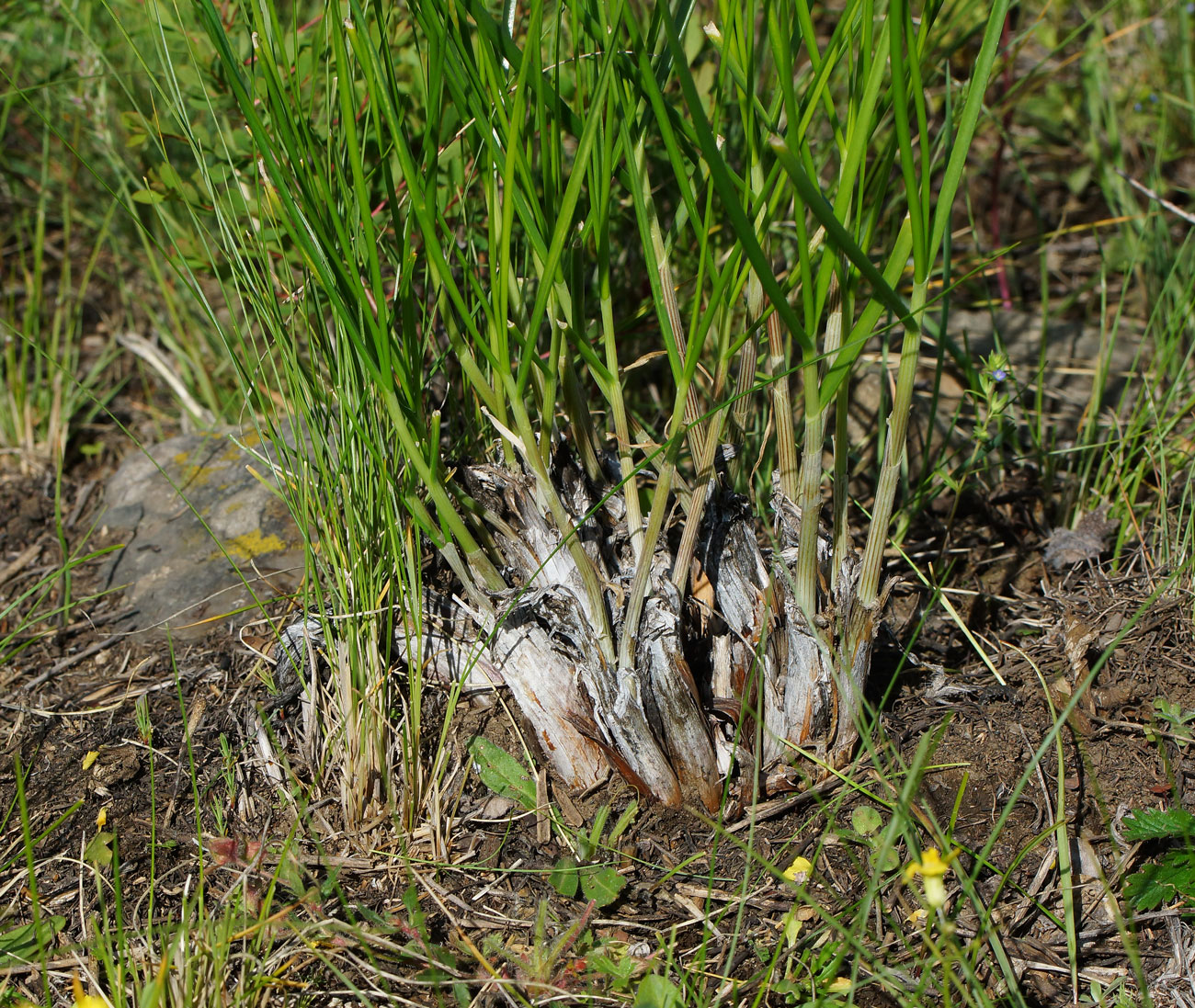Image of Allium montanostepposum specimen.