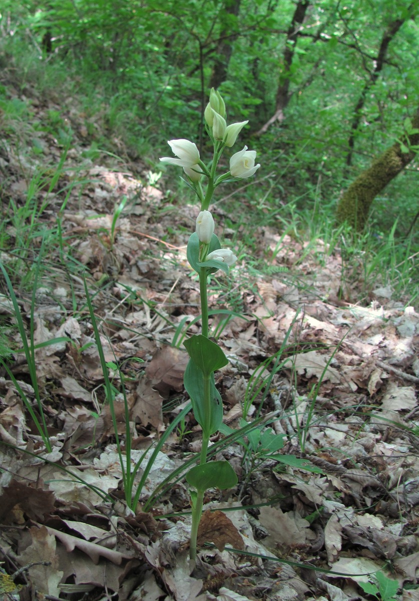 Изображение особи Cephalanthera damasonium.