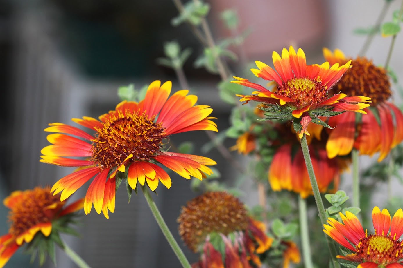 Image of Gaillardia aristata specimen.