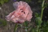 Papaver setiferum