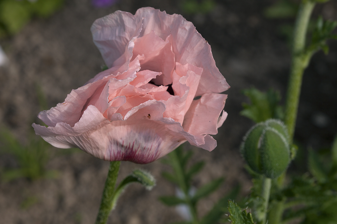 Изображение особи Papaver setiferum.