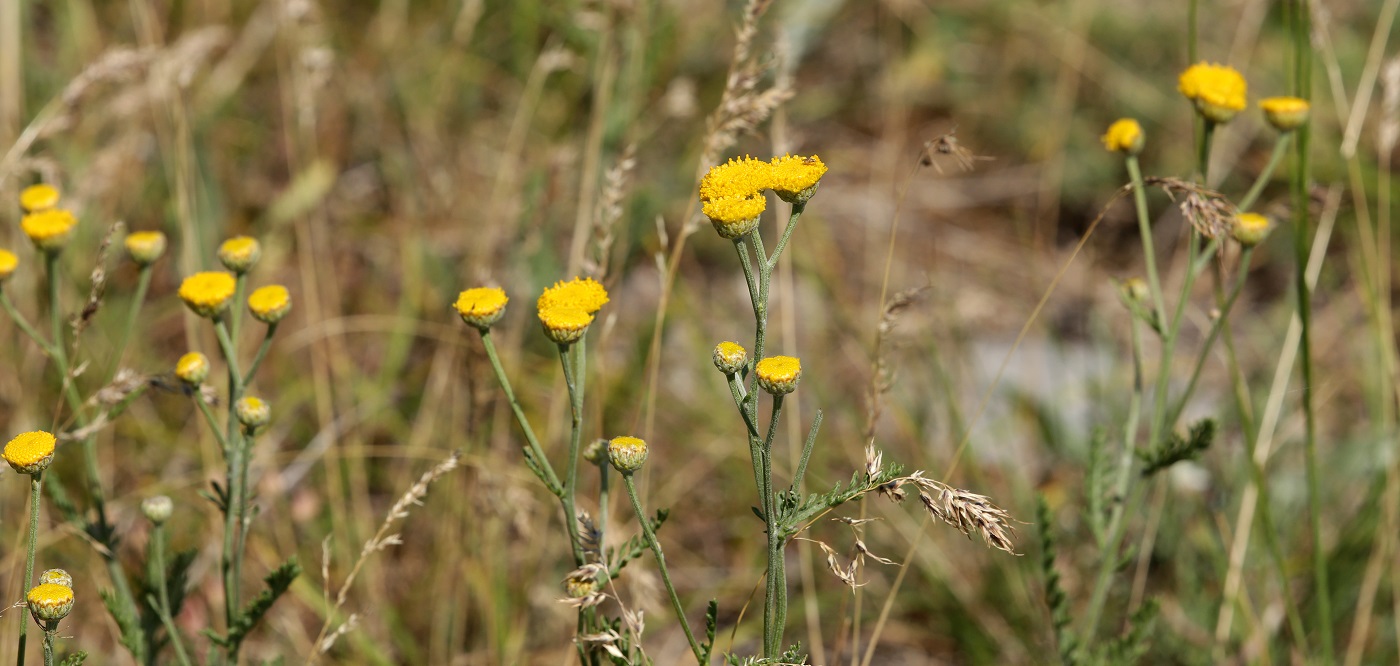 Изображение особи Tanacetum turlanicum.